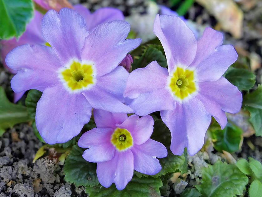 Primula 'Groenekan's Glorie'